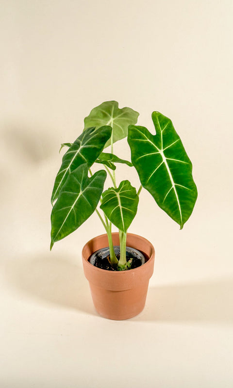 Alocasia micholitziana ‘Frydek’
