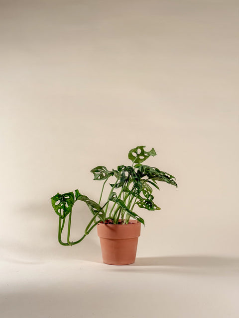 Monstera adansonii