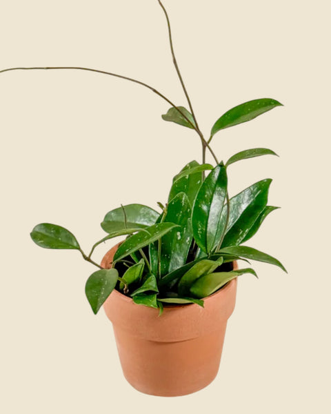 Hoya pubicalyx