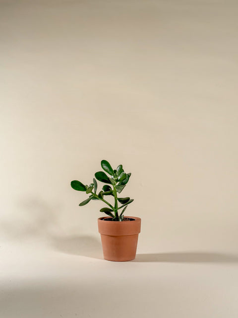 Crassula ovata