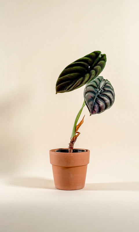 Alocasia cuprea 'Red Secret'