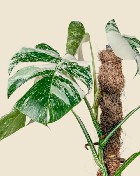 Monstera borsigiana 'Albo'