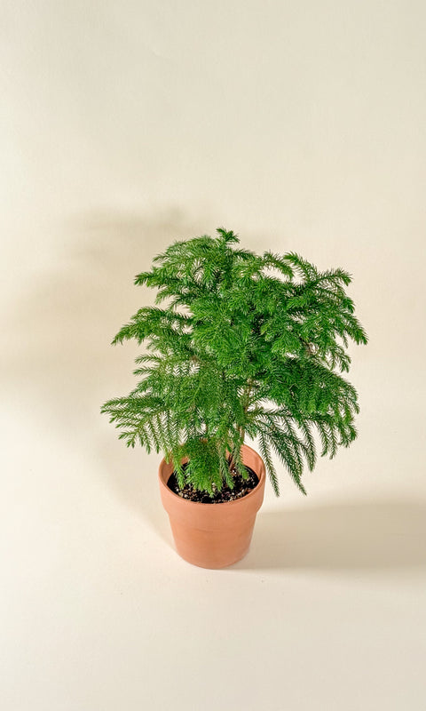 Araucaria heterophylla