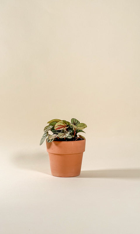 Peperomia 'Piccolo Banda'