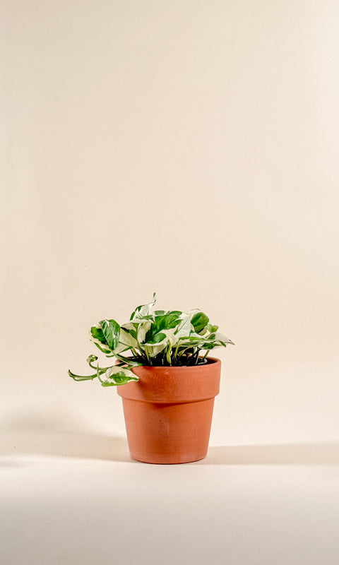 Epipremnum aureum 'Manjula'