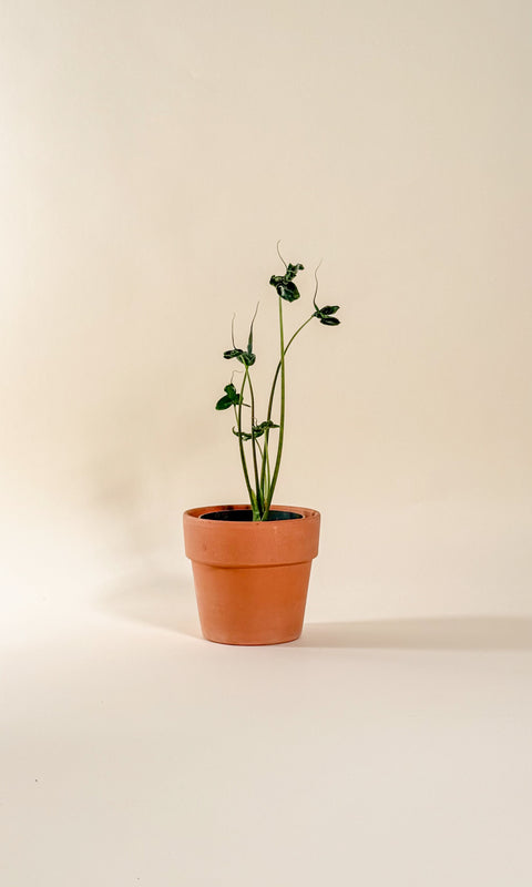 Alocasia 'teletubbies'