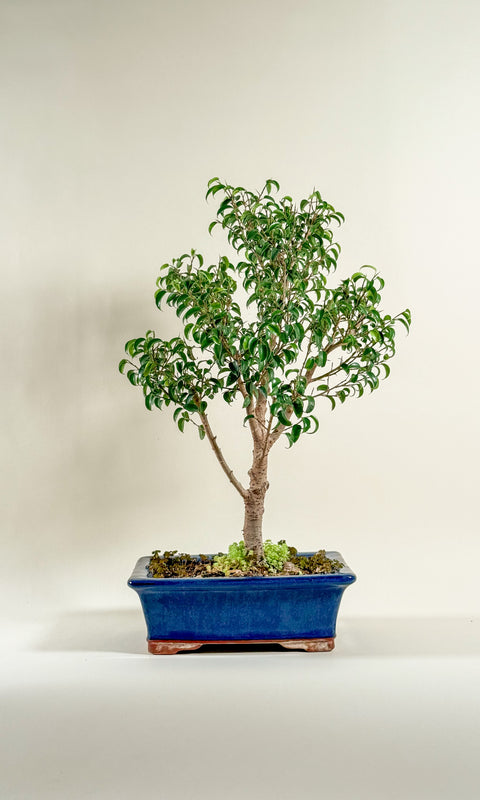 Ficus benjamina