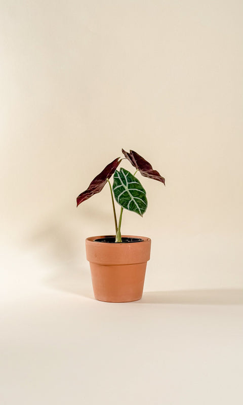 Alocasia 'watsoniana' big type
