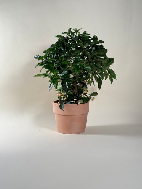 Ardisia crenata
