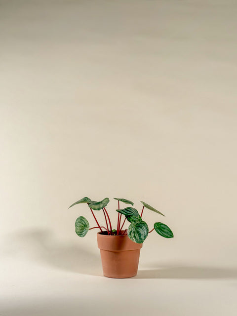 Peperomia argyreia 'Gold Dust'