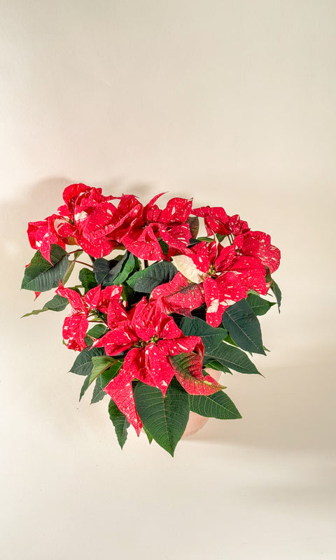 Euphorbia pulcherrima (Poinsettia)