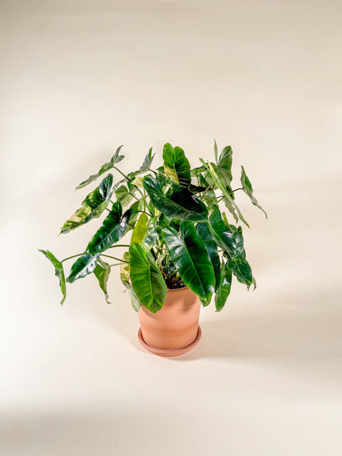 Philodendron 'Burle Marx Variegata'