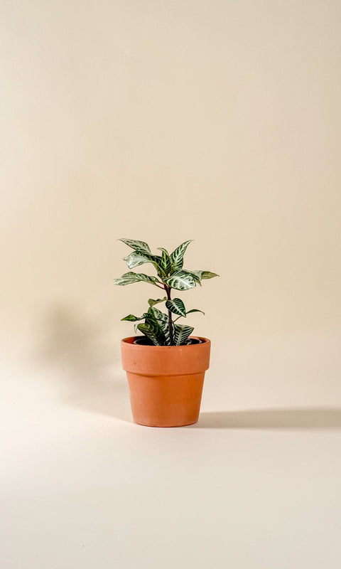 Aphelandra 'Snow white'