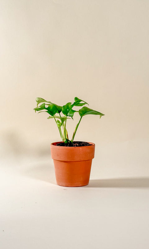 Raphidophora tetrasperma