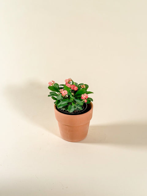 Euphorbia milli
