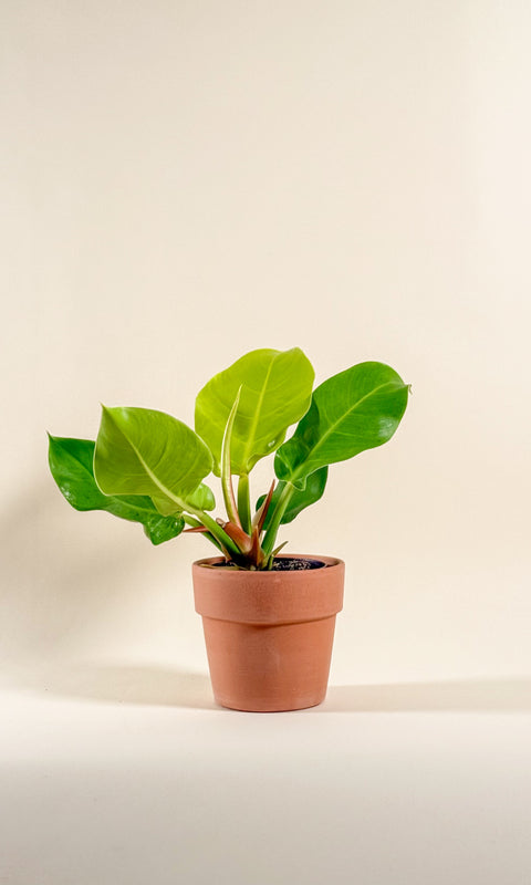 Philodendron 'Moonlight'