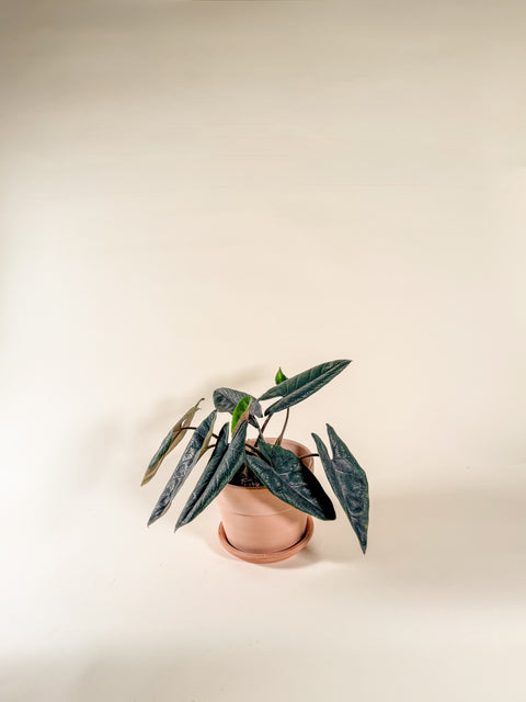 Alocasia scalprum A.Hay