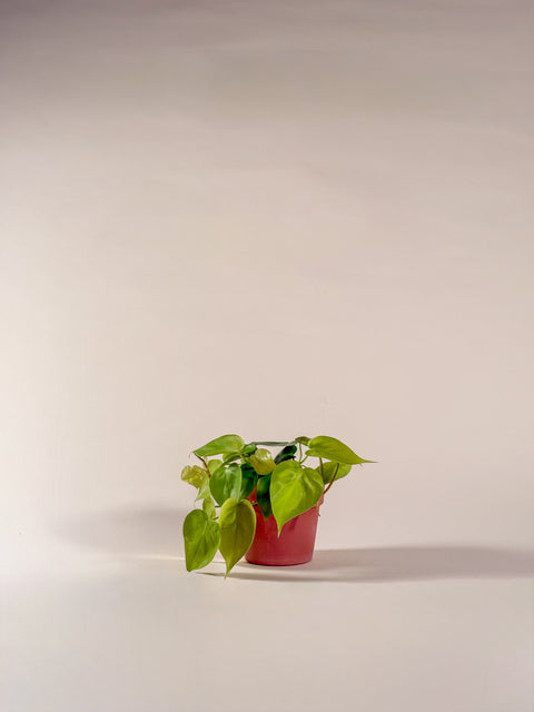 Philodendron hederaceum 'Lemon Lime'