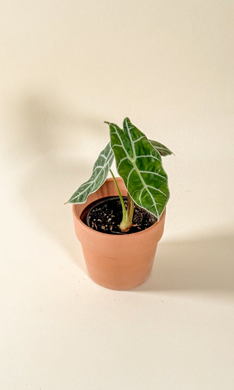 Alocasia 'watsoniana' big type
