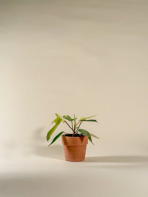 Philodendron 'Florida Ghost'