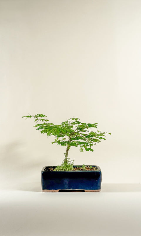 Pithecellobium tortum