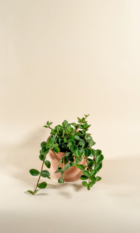 Peperomia 'Hope'
