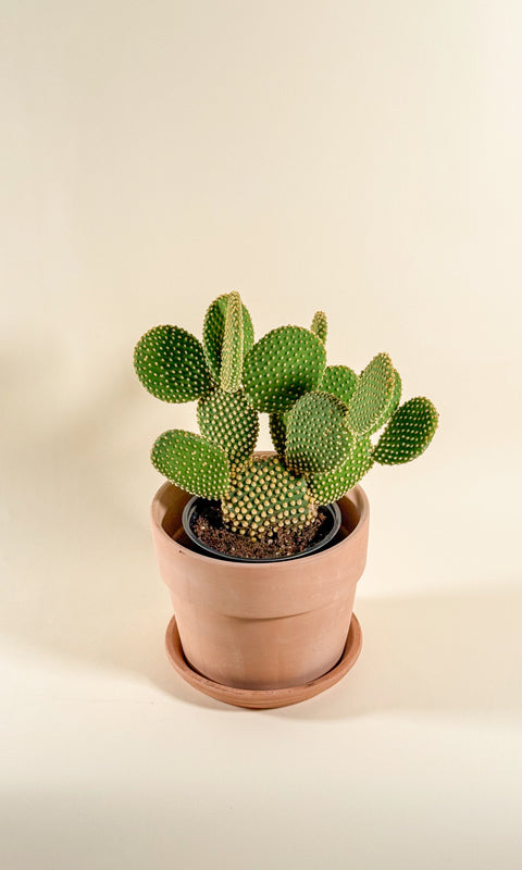 Opuntia microdasys pallida
