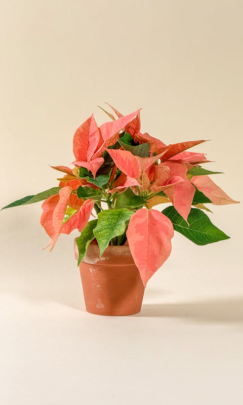 Euphorbia pulcherrima (Poinsettia)