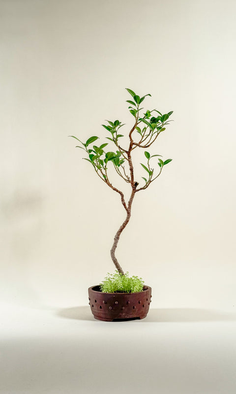 Ficus microcarpa