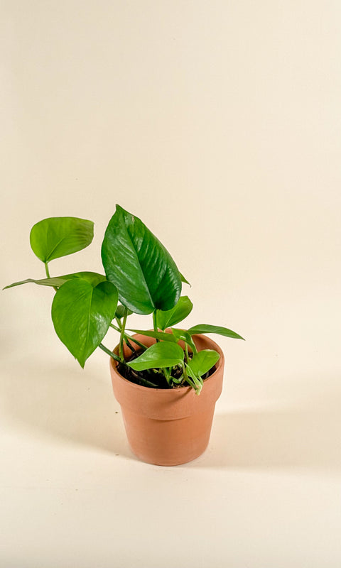 Epipremnum aureum 'Jade'