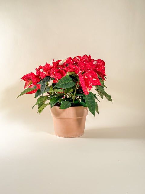 Euphorbia pulcherrima (Poinsettia)