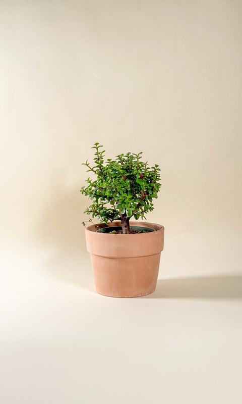 Portulacaria afra