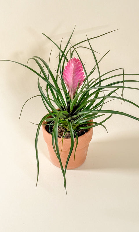 Tillandsia cyanea