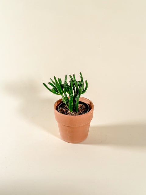 Crassula ovata 'Hobbit'
