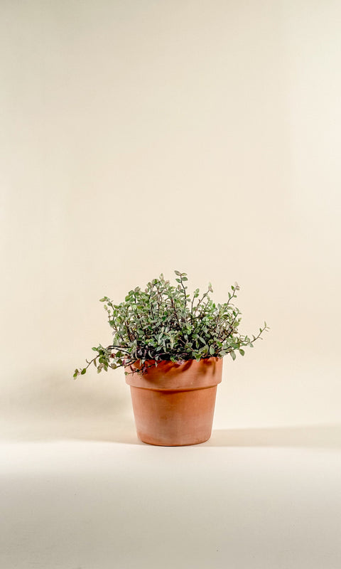 Callisia repens 'Pink Lady'