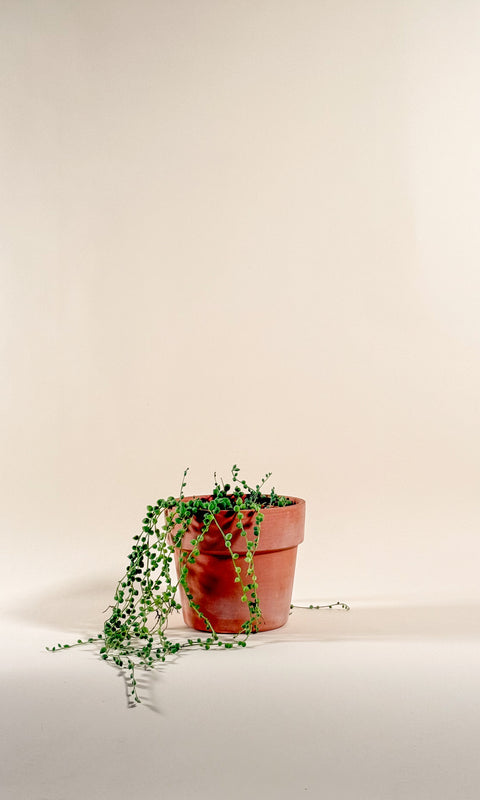 Senecio rowleyanus 'Variegata'