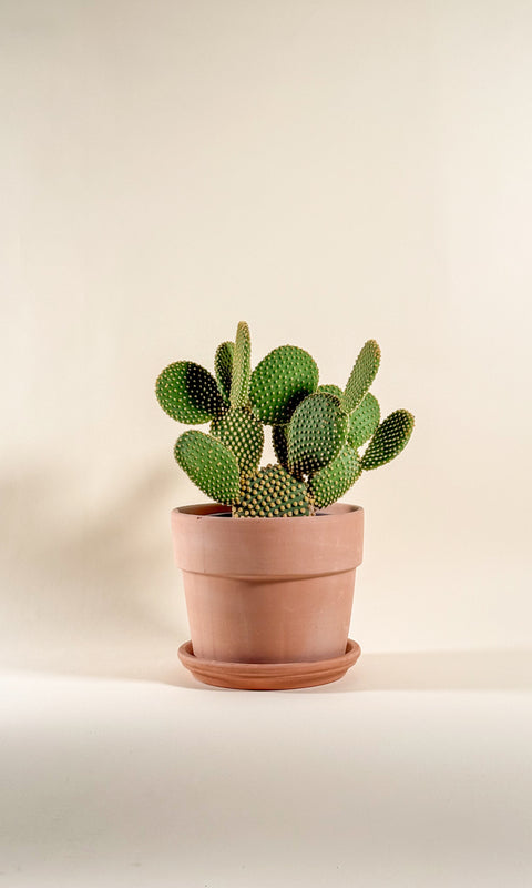 Opuntia microdasys pallida