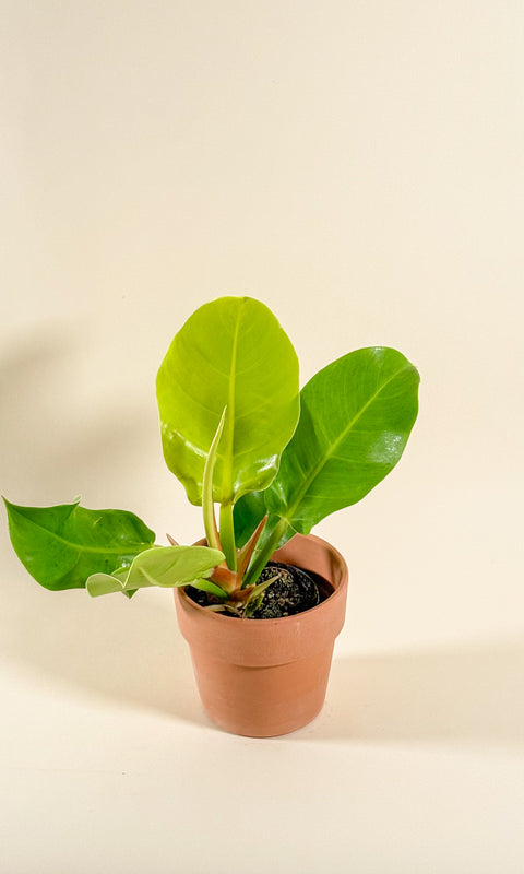 Philodendron 'Moonlight'