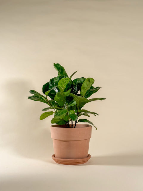 Ficus lyrata 'Bambino'