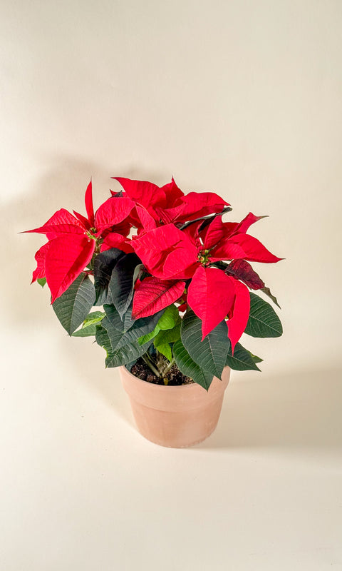 Euphorbia pulcherrima (Poinsettia)