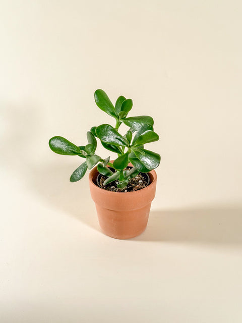 Crassula ovata