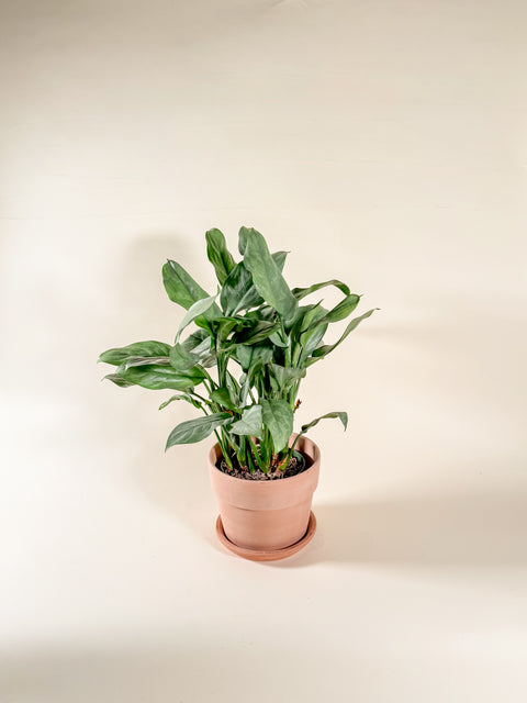 Aglaonema 'Grey Ghost'