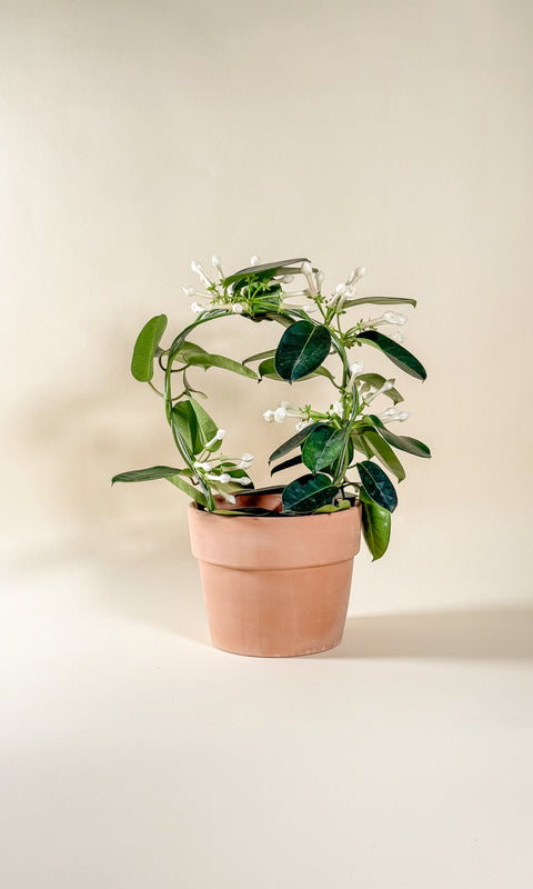 Stephanotis - Jasmin de Madagascar