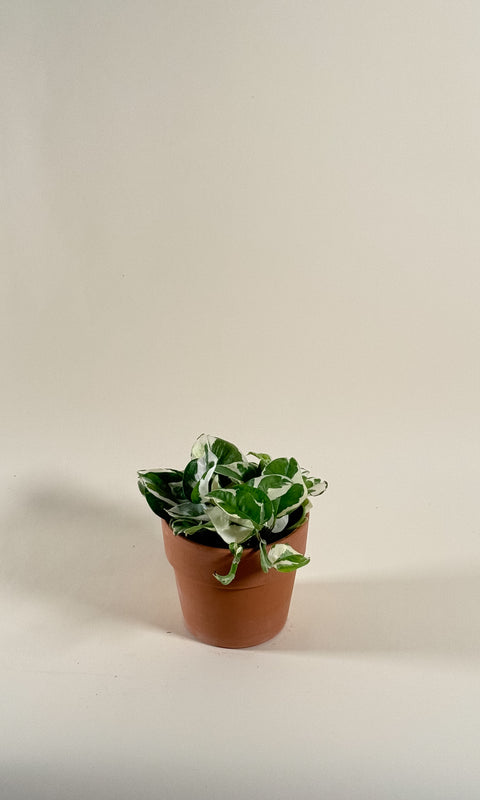 Epipremnum aureum 'Manjula'