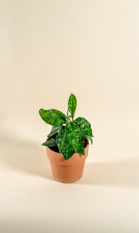 Aglaonema pictum 'Tricolor'