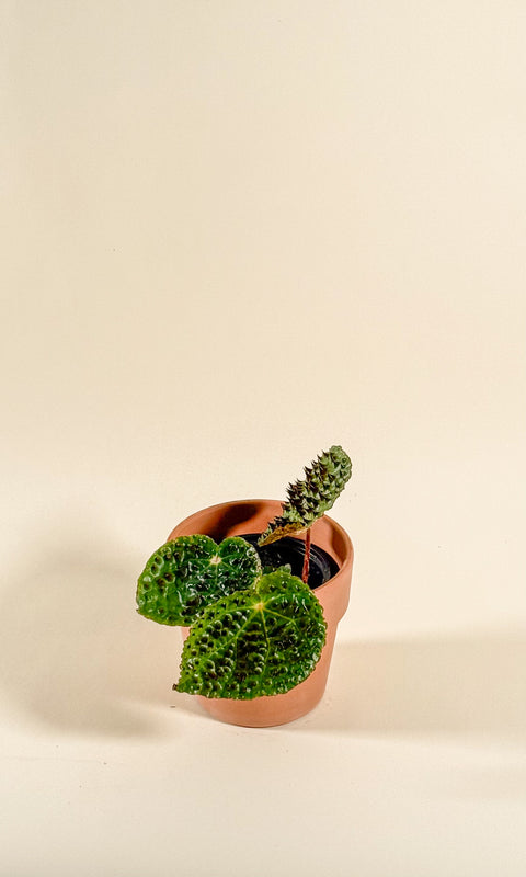 Scindapsus pictus 'Exotica'