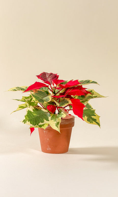 Euphorbia pulcherrima (Poinsettia)