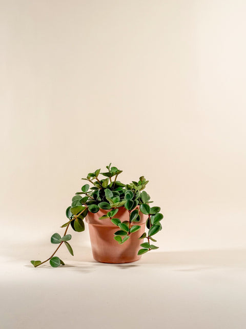 Peperomia 'Hope'