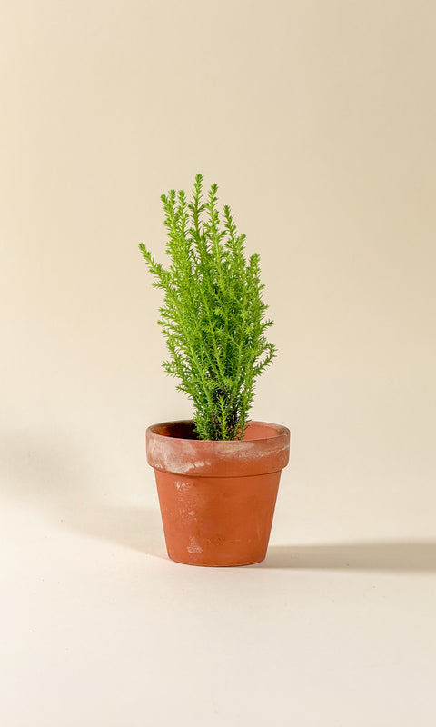 Cupressus macrocarpa ‘Goldcrest’