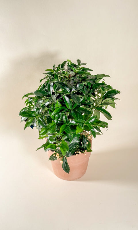Ardisia crenata